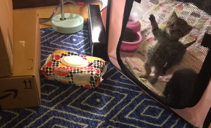 kitten standing on two legs in playpen
