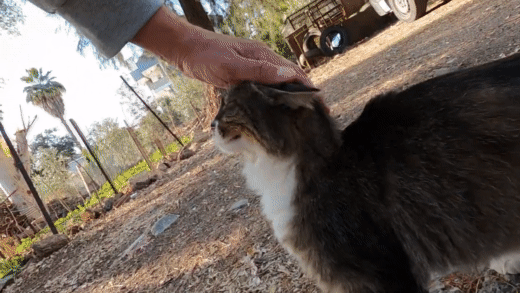 gif of a cat purring when given attention