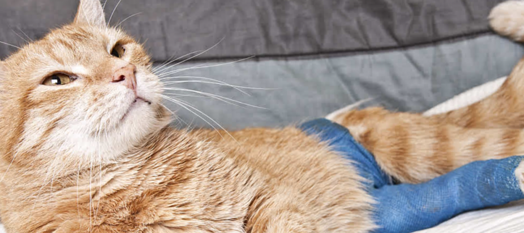 cat-with-broken-leg-in-blue-cast