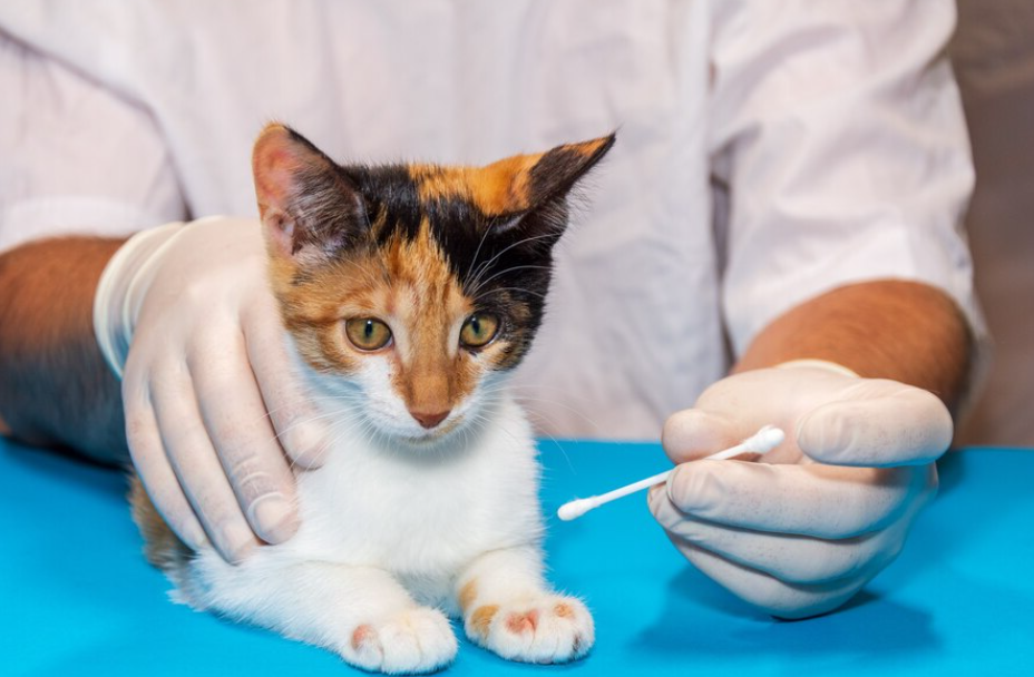 cat held by the hands of a veterinarian staring at a cotton swab