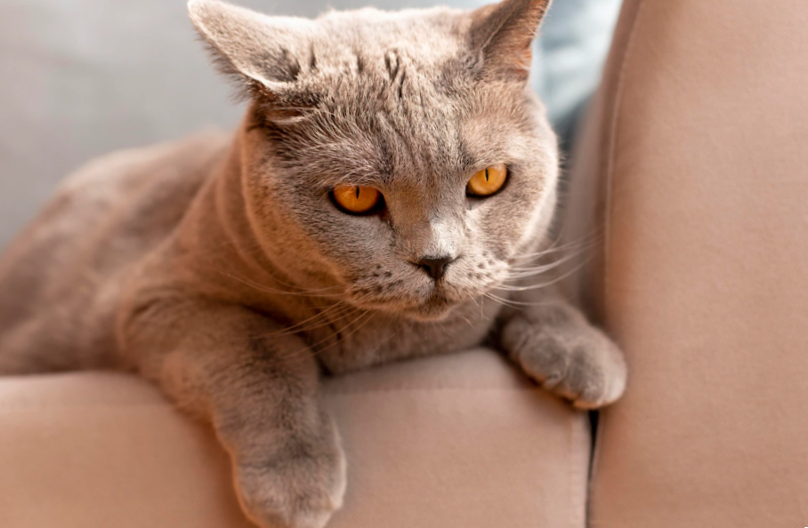 british shorthair cat on a couch arm looking mad