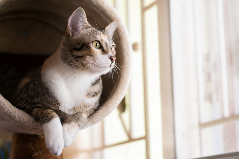 The Top 7 Cat Trees for Large and Small Cats of 2022