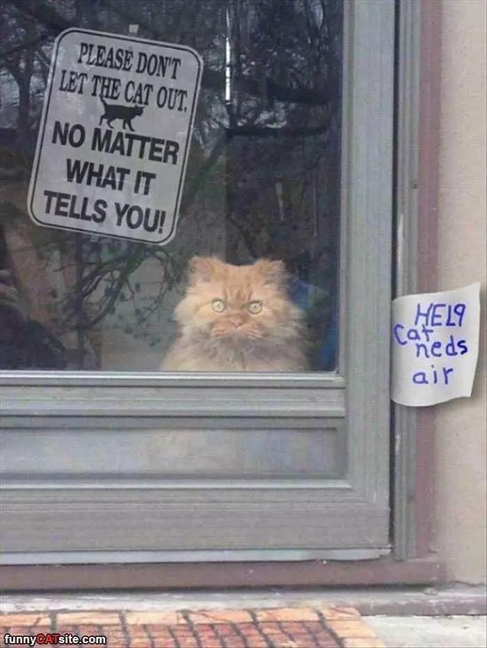 Do Not Listen To The Cat