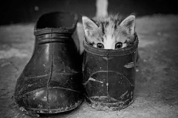Peeking Out Of My Boot