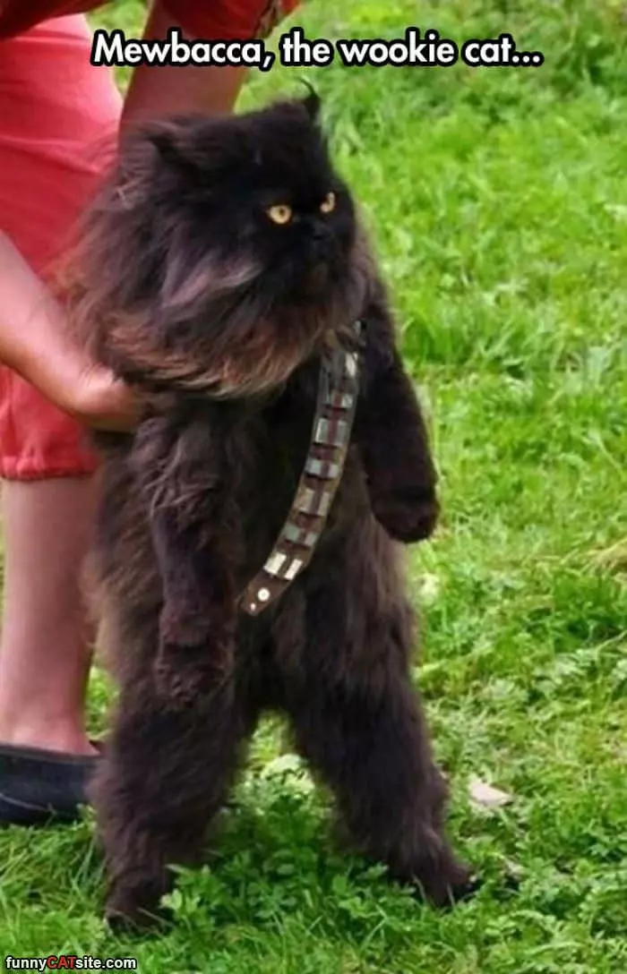 A Wookie Cat