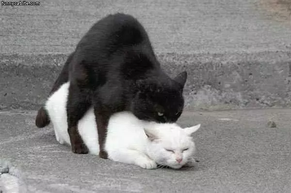 Black On White Cat