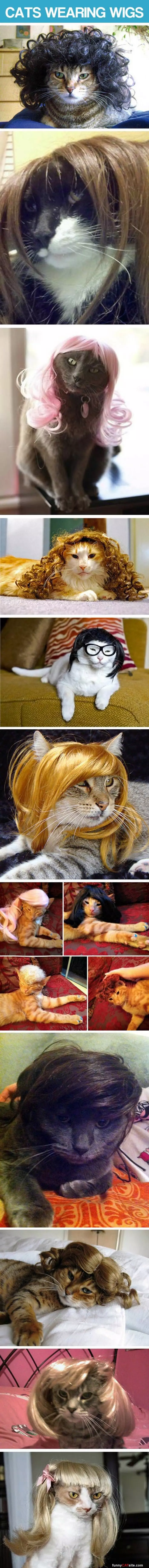 Cats With Wigs