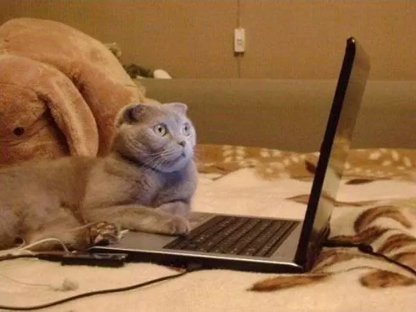 Cats On The Internets
