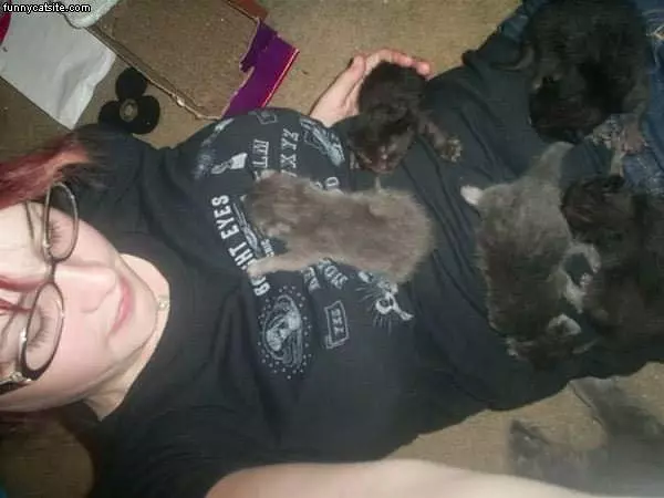 Lots Of Kittens