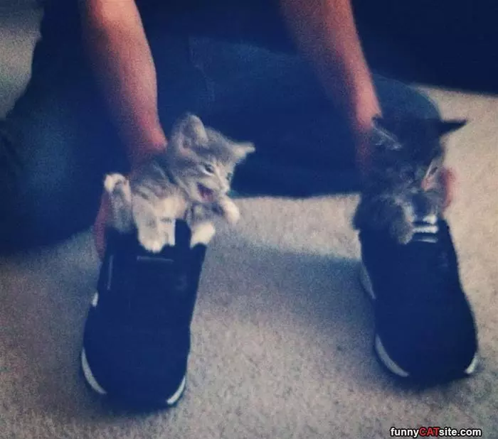 Cats In Shoes