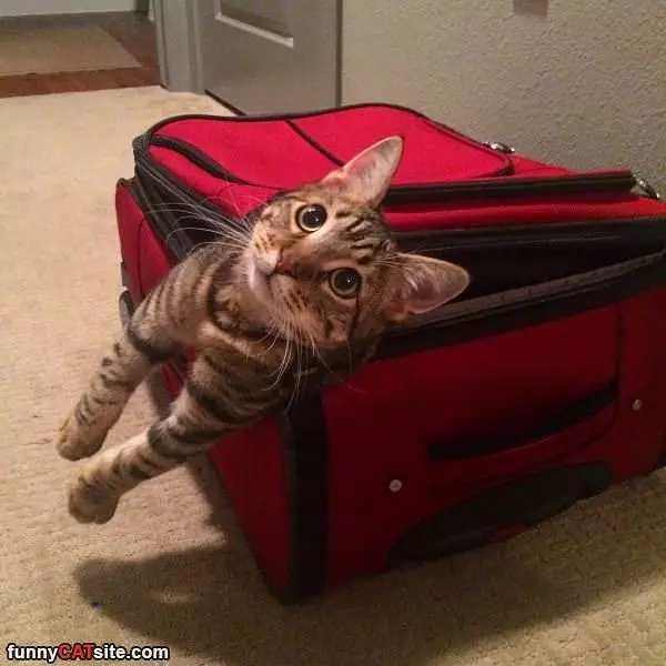 Cat Out Of The Case
