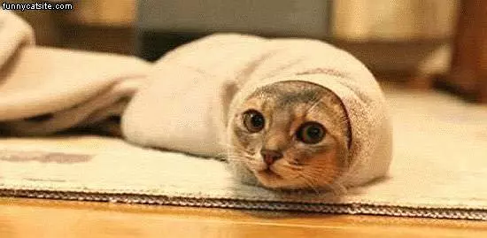 Burrito Cat