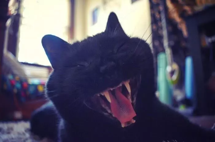 Huge Yawn Here