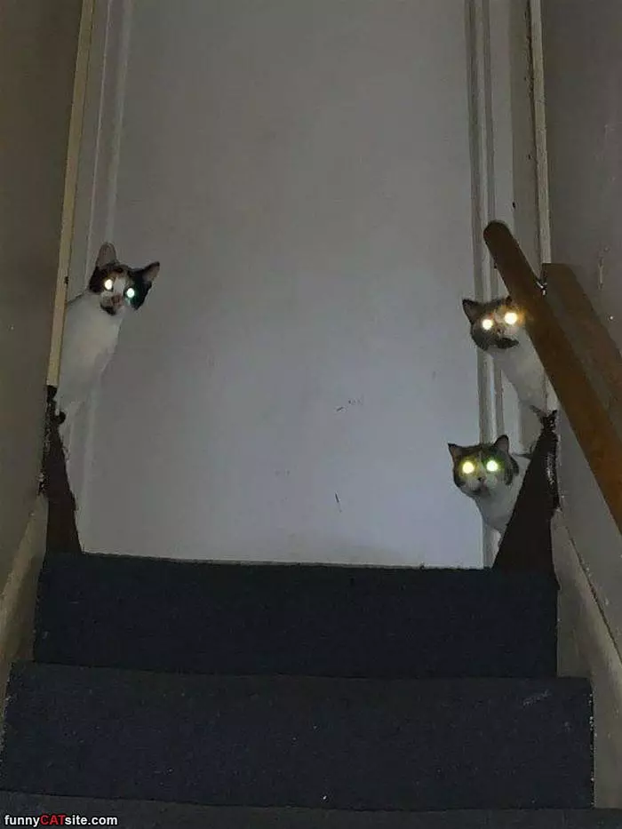 3 Cats Watching