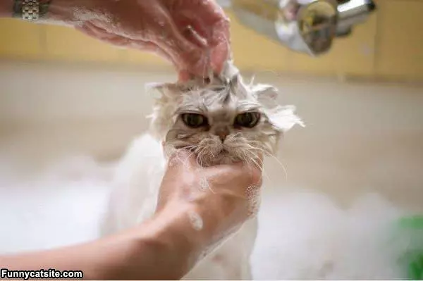 Bathing Cat