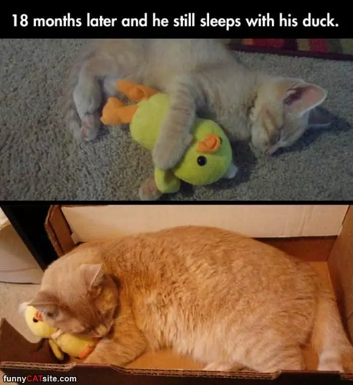 Still Sleeps With His Duck