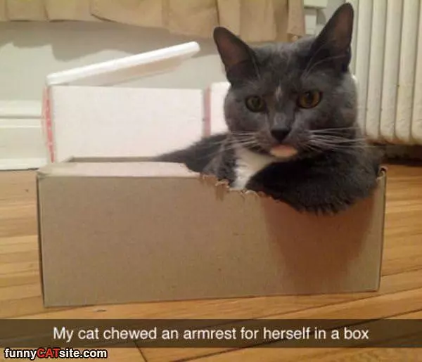 Cat Armrest