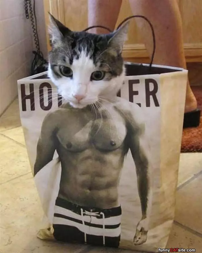 Muscle Cat