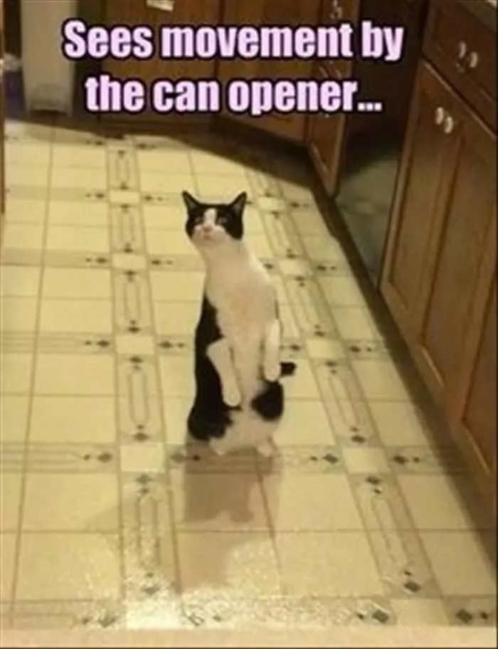 Movement By The Can Opener