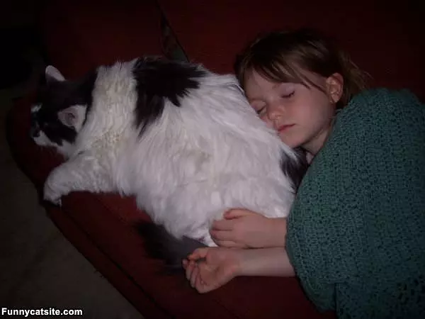 The Cat Pillow