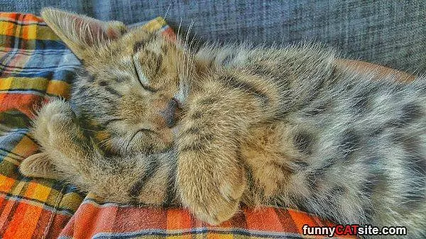 Cute Sleeper
