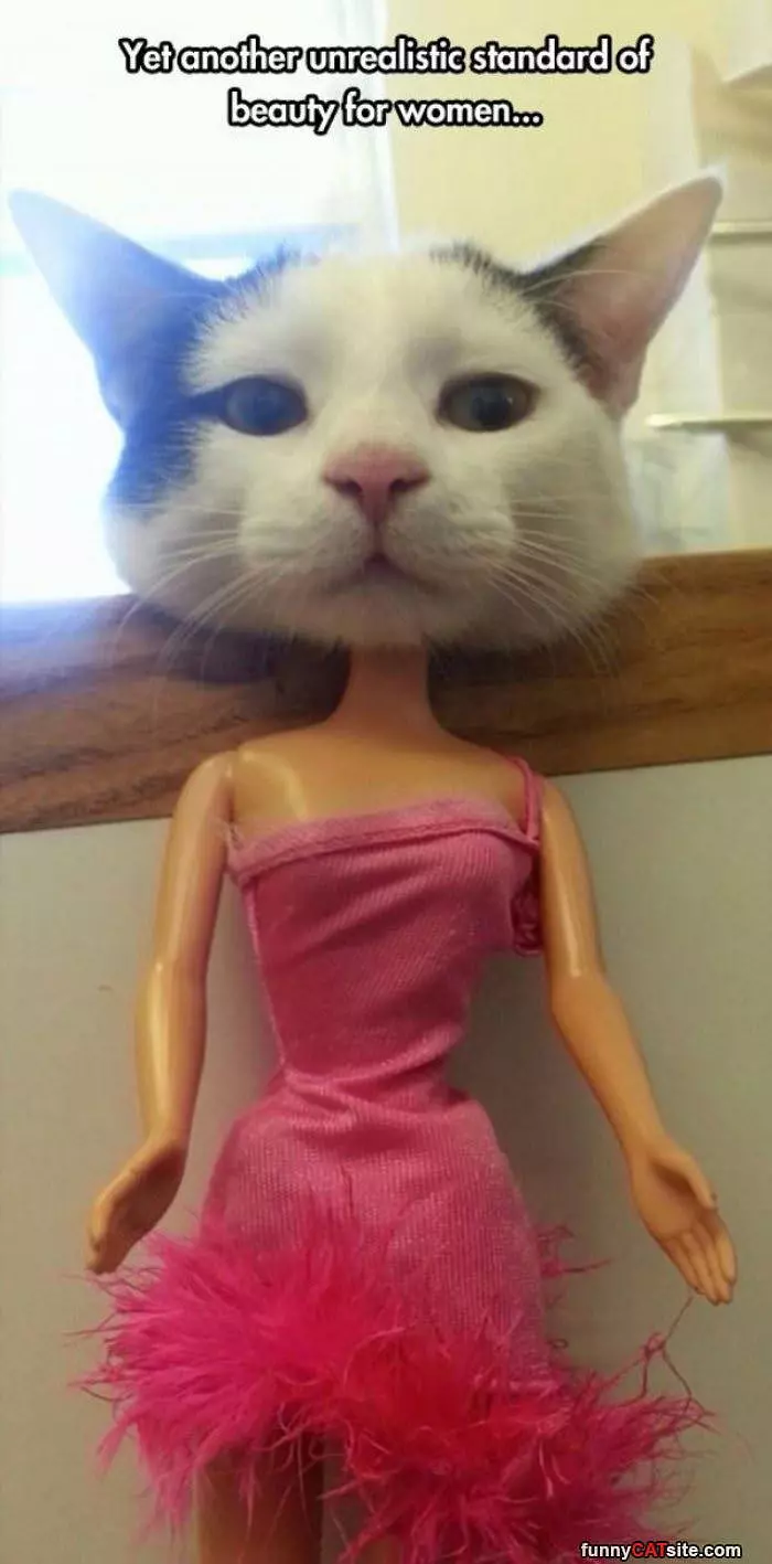 Im A Barbie Cat