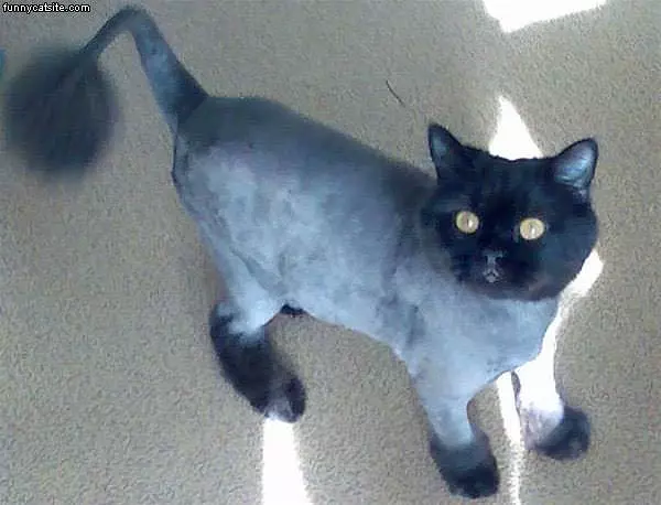 Shaved-cat