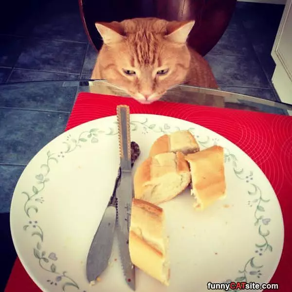 Can I Has Bread