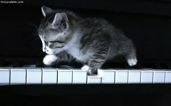 The Piano Kitten