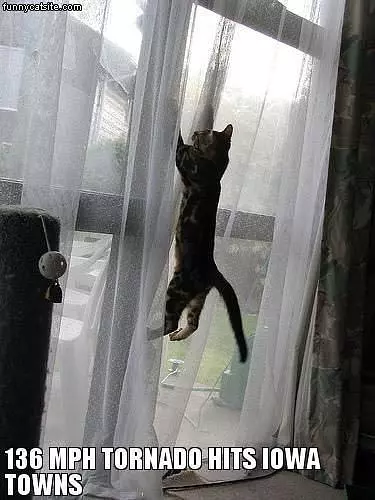 Tornado Cat