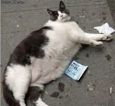 That Is A Fat Cat
