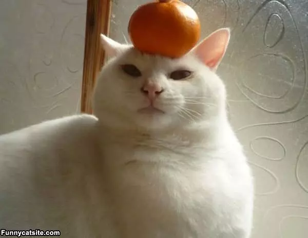 Orange Head
