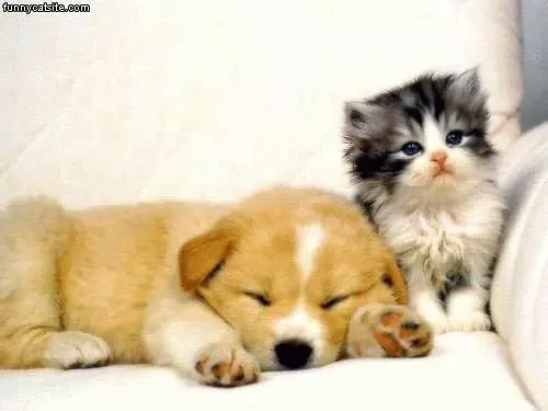 Kitten With Pup
