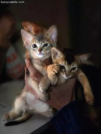 3 Kittens In Hand