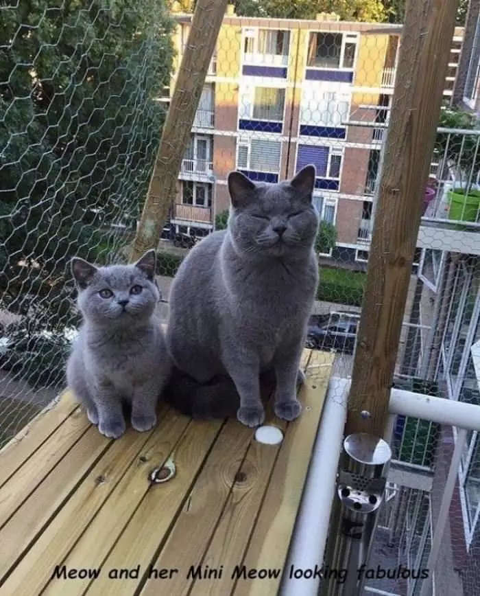 Meow And Mini Meow