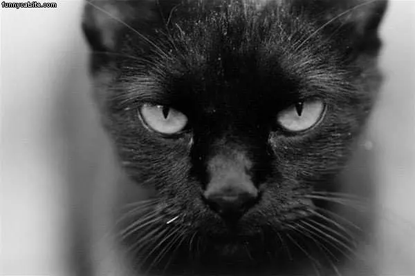 Black Cat Close Up