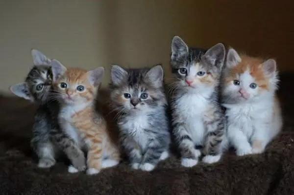 Kitten Army Is Ready
