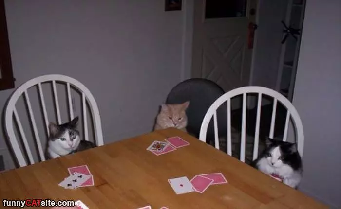 Crazy Game Of Poker