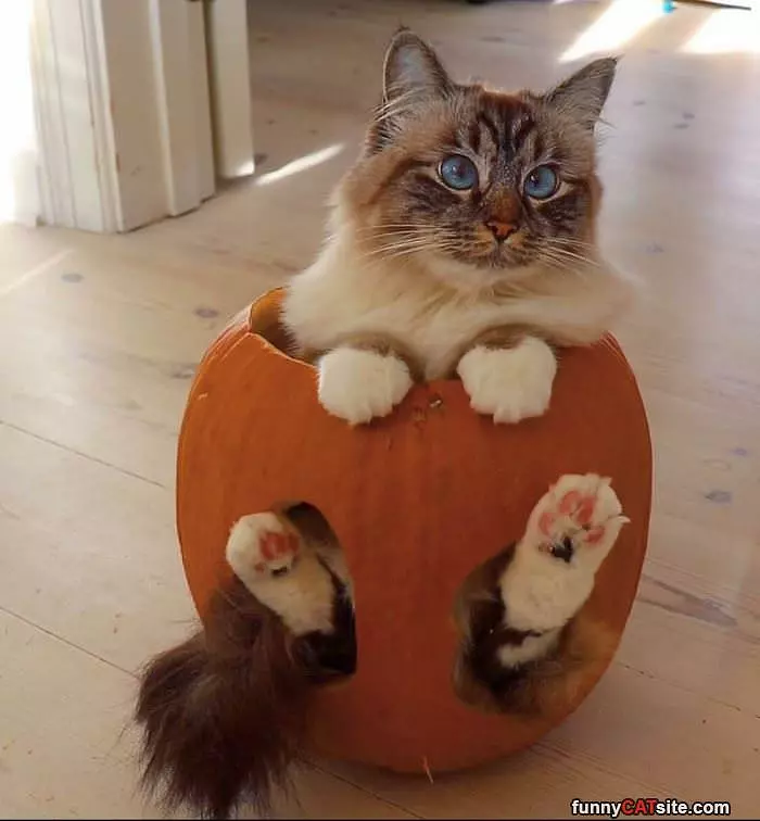 Hanging In A Pumpkin