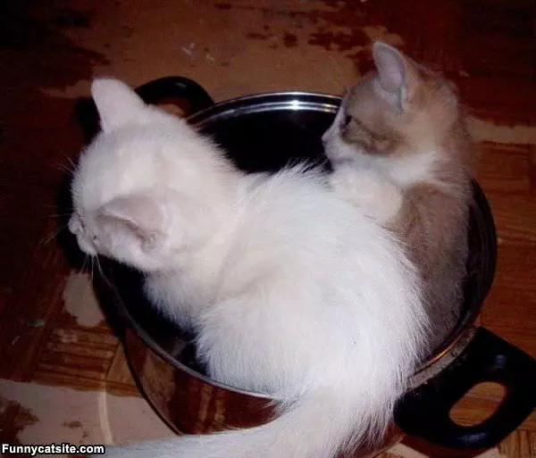 Pot Of Cats