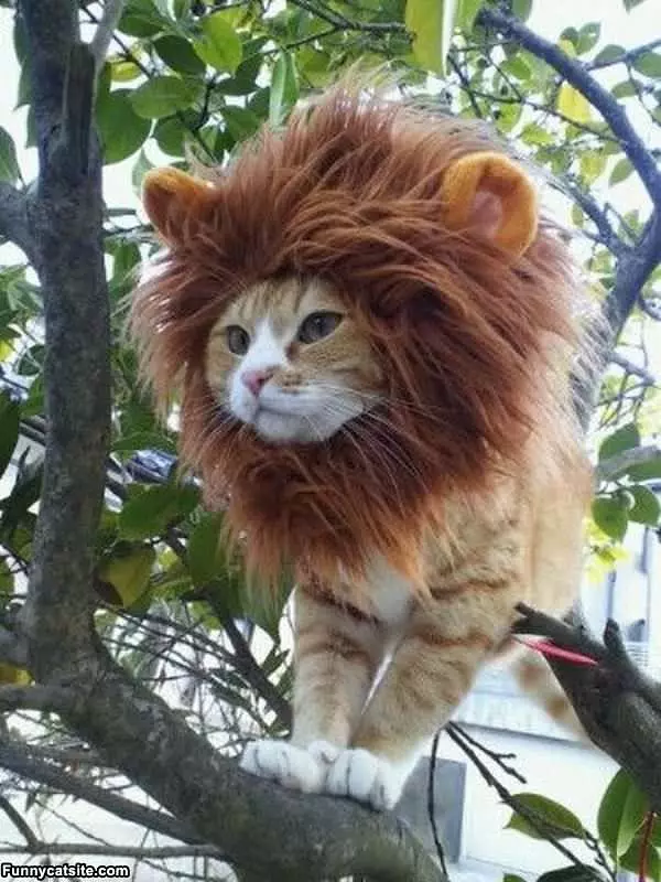 Im A Lion Rawr