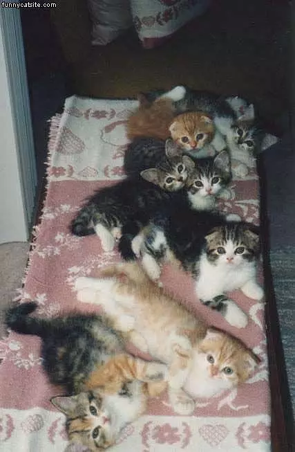 Carpet Full Of Cats