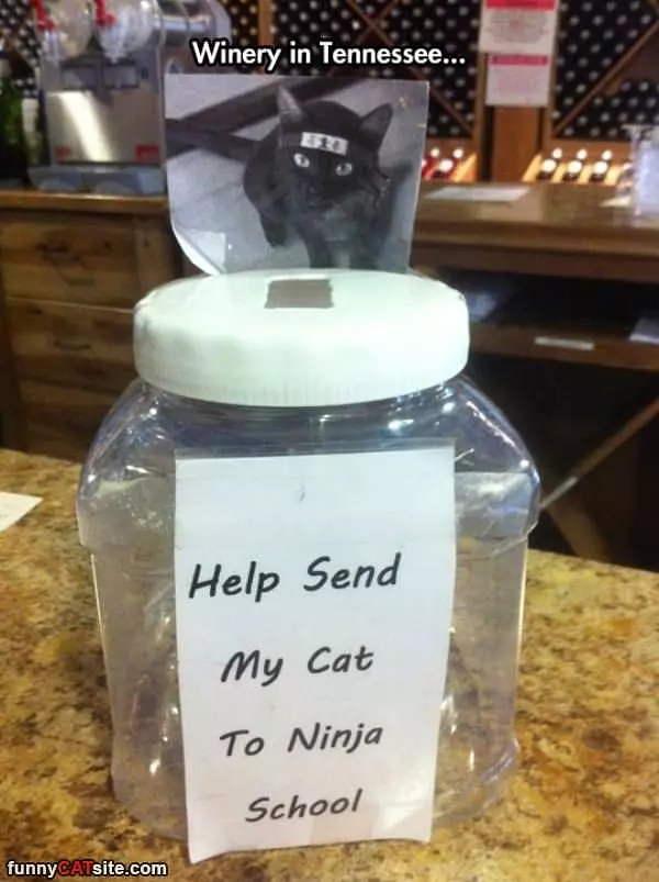 Help Send My Cat