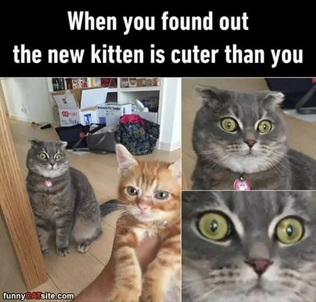 The New Kitten Is Cuter
