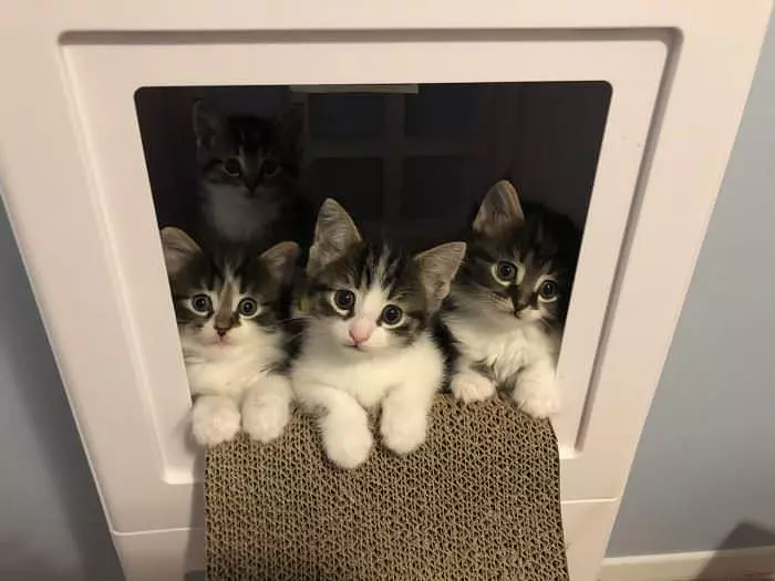 All Of Us Kittens