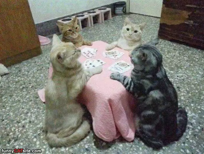 Playing Some Poker