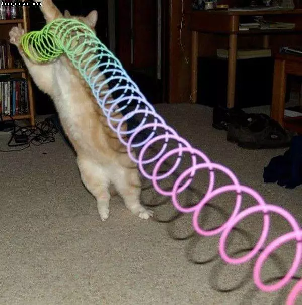 Slinky Cat