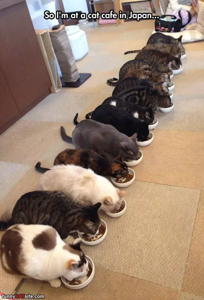 A Cat Cafe In Japan