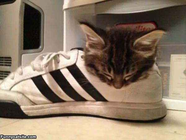 Sneaker Sleeper