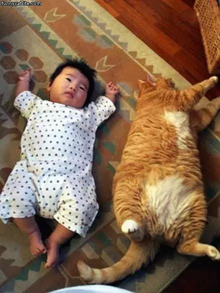 Cat Is Begger Than Baby